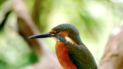 カワセミ（翡翠）