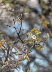 wallpaper with beautiful blooming pear tree 
