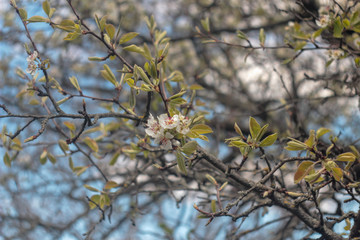 wallpaper with beautiful blooming pear tree 
