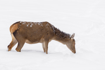 Red deer