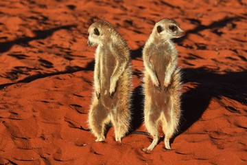 wachsame Erdmännchen (suricata suricatta) in der Kalahari in Namibia