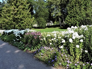 Flowers in summer park, Tallinn