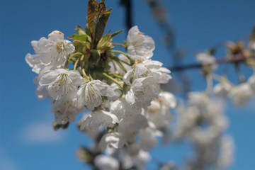 wallpaper with beautiful blooming cherry tree 