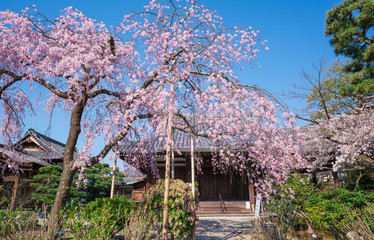 京都　法金剛院の桜