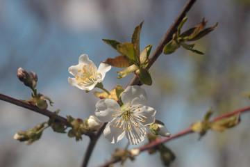 wallpaper with beautiful blooming cherry tree 