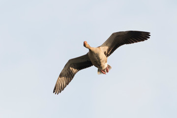 Greylag goose