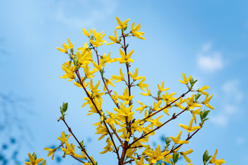 Forsythia ornamental shrub with yellow flowers