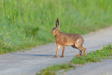 Naklejka na ściany i meble European brown hare (Lepus europaeus) in Springtime