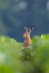 European brown hare (Lepus europaeus) in field