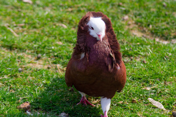 pigeon capucin