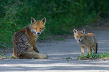 Red Foxes (Vulpes vulpes), Adult with young, Summer, Germany, Europe