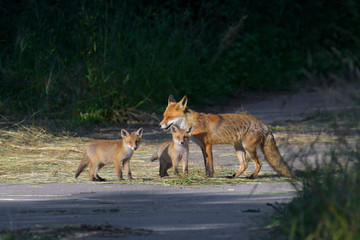 Obraz na płótnie Canvas Red Foxes (Vulpes vulpes), Adult with young, Summer, Germany, Europe