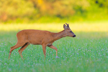 Western Roe Deer (Capreolus capreolus) in Summer, Roebuck, Germany, Europe