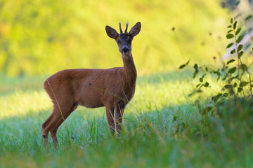 Western Roe Deer (Capreolus capreolus) in Summer, Roebuck, Germany, Europe