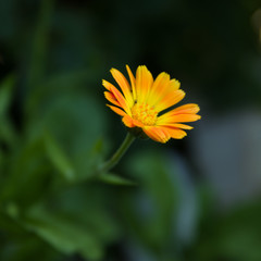 Wild white medicinal calendula. - Image