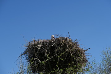Weißstorch im Nest in Sankt Peter Ording (Nordfriesland)