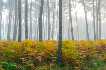 Pine Forest on misty morning, Germany, Europe