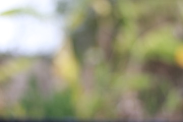 Blur bokeh./ Sparkling green, yellow, bright red, bright orange.