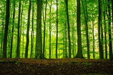 Sonnenlicht fällt durch Baumkronen