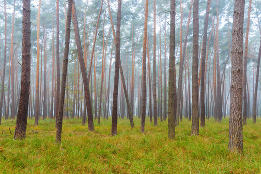 Pine Forest on misty morning, Germany, Europe © Ana Gram