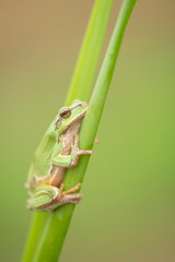 European tree frog, Hyla arborea,