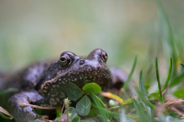Common frog, Rana temporaria