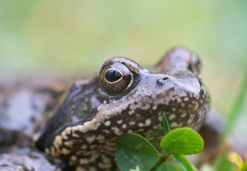 Common frog, Rana temporaria