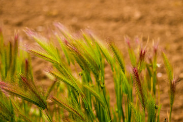 Ear of field colors on the ground