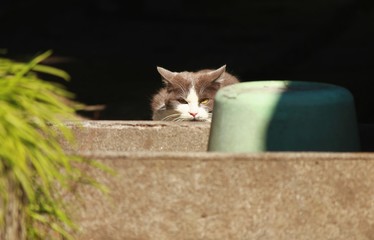 ジッと見つめる猫