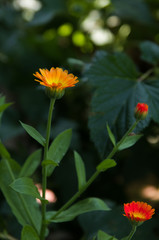 Wild white medicinal calendula. - Image