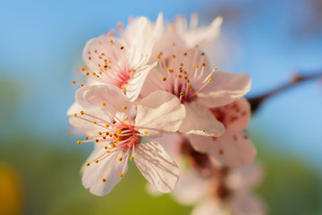 Spring cherry blossom