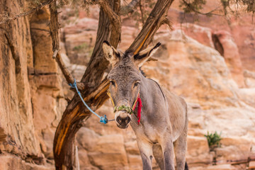 donkey looking at camera farming animal portrait at leash in highland desert rocky environment with sand stone yellow unfocused background 