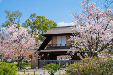 京都　渉成園の桜　