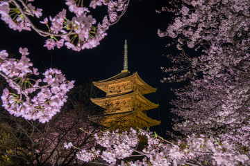京都　東寺の五重塔と桜　夜景 