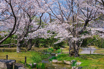 Fototapeta na wymiar 京都　渉成園の桜
