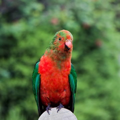 Fototapeta na wymiar Curious, friendly Wild King Parrot..