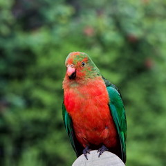 Curious, friendly Wild King Parrot..
