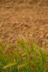 Ear of field colors on the ground