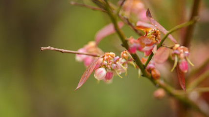 Blueberry Flowers on bush in early summer garden.