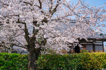 京都　本満寺の桜　