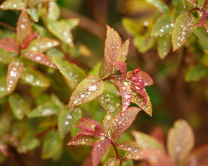 Japanese spirea japonica new leaves with rain drops in spring garden.