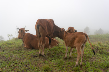 cows and calves on the farm with dense fog background at dawn