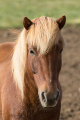 Funny icelandic horse smiling and laughing with large teeth. Selective focus on the teeth and nose.