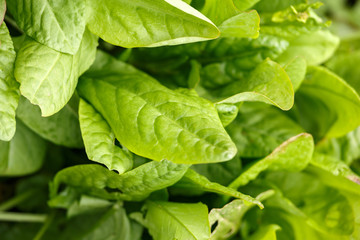 common sorrel, Spinach Dock, Rumex acetosa, growing in garden.