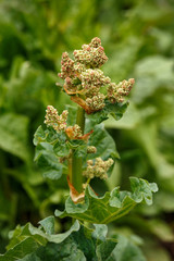 Fototapeta premium Rhubarb flower. Blooms of rhubarb flowers with green stem and leaves.
