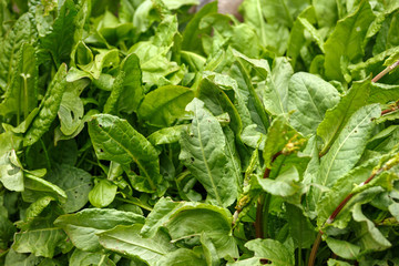 common sorrel, Spinach Dock, Rumex acetosa, growing in garden.