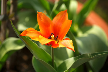 single red tulip with pointed petals in spring garden.