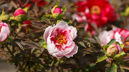 Obraz premium Red and pink Itoh Peony in spring garden.