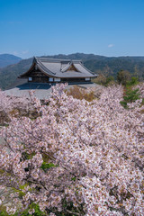 京都　将軍塚青龍殿の桜　