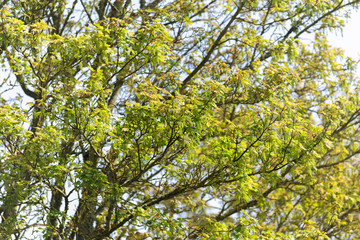 Maple branch with young leaves and flowers, a green background.
